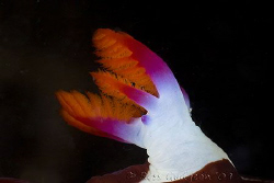 Nembrotha rutilans gills.  Ningaloo Reef, Western Austral... by Ross Gudgeon 
